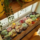 살구미농장 | 식물힐링, 마음의 위안 너무 좋다 (ft. 다육식물 쇼핑언박싱)