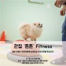 킹독 이미지