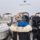 펫플레이스 | 펫랜드 부천점 강아지 유모차 매장 로얄테일즈 시승후기