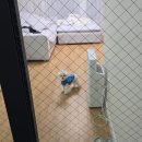 돼지몰이촌 이미지