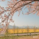 낙동강관리본부 대저생태공원 5 | 부산 유채꽃 벚꽃 명소 대저생태공원 주차장 위치 정리