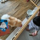 #멍멍 네이버블로그