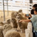 천년목장 이미지