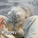 미로동물애견센터 | 홍대 애견 카페 쥬민센터 솔직후기! 이색 홍대 동물 카페 투어