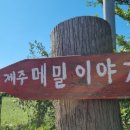 메밀이야기