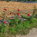 어곡리마을회관 이미지