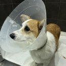 강아지 보험금 청구 후기 내돈내산/강아지경련/메리츠펫보험/펫퍼민트