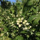 황토목장 이미지