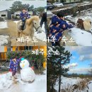 제주 서쪽 가족숙소 승마 체험하는 제주소소 로그밸리 펜션