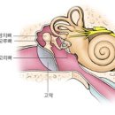 귓속뼈 ossicle 이미지