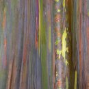 세상에서 가장 화려한 외피를 가진 나무 - 레인보우 유칼립투스 (Rainbow Eucalyptus) 이미지