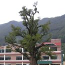 정선초등학교 이미지