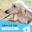 파크동물의료센터 | 서울 노령견 동물병원, 더파크동물의료센터::강아지 심장 질환