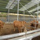 반갑소 농장 이미지