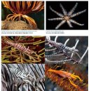 바다나리 - 산호초의 살아 있는 화석 생물 이미지