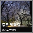 경기도 안양 충훈 벚꽃길 벚꽃 개화 상태 혼잡도 축제 전 실제 방문 후기