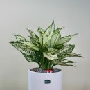 동구꽃백화점 이미지