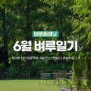 박영기 | [벼루일기] 6월 벼루일기 | 엄마와 떠난 담양여행, 4일간의 간병일기, 매실주 담그기