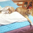 미랑미랑 이미지