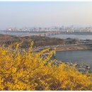 4월1일(수) 응봉산 개나리 와 서울숲 꽃나들이 이미지