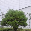 ㈜청솔나무병원 | 회사·학교·관공서 연간 조경유지관리, 믿고 맡길 업체를 찾으신다면 – 인천조경 ㈜숲과나무