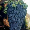 버릴 데 하나 없는 '포도 이미지