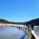 쉼표 | 경북 가볼만한곳 영주 무섬마을 외나무다리 감성 여행 코스