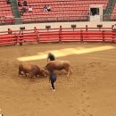 진가세소리 | 청도 소싸움 경기장 방문 후기