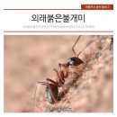 불개미 티스토리