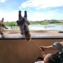 매일월드투어 | 아이랑 해외여행 방콕 사파리월드 투어 이용 후기