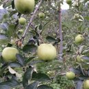 상원농장 이미지