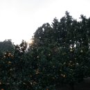 영란농장 이미지