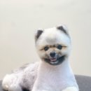 Grooming574 이미지