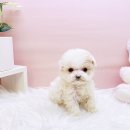 미유펫 동물병원 이미지