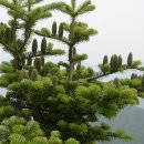 지리산 나무처럼 이미지