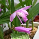 깔롱쟁이 이미지