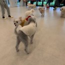 열린유치원 | 고양시 신원동 애견카페 코코앤몽 후기 애견유치원까지 한 번에!