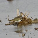 호곡리의 댕기물떼새(Northern lapwing) 이미지