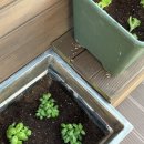 부산농약종묘사 이미지