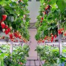 청년모종 이미지