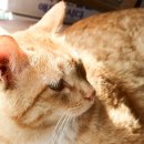 임산시장 이미지