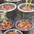 삼공주농장 이미지