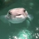 마복 이미지