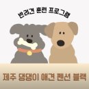 제주댕댕이애견펜션블랙 | [제주] 댕댕이애견펜션 블랙, 애견 수영장 펜션, 애월 애견동반숙소추천