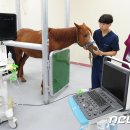 제주대학교 말전문동물병원 이미지