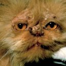 금천동물병원 이미지