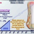 아킬레스건 nabil 동영상 - poor vascularity 부위는 2~6cm 이미지