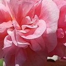 디소피19