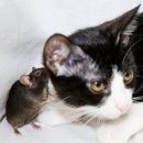 톰과제리 이미지