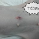 치치펫동물병원 네이버블로그